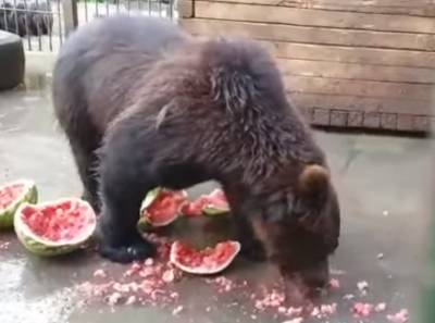 Медведи из «Велеса» полакомилась вкусным арбузом — видео