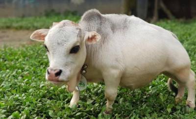 Всего 51 см: В Бангладеш живет самая маленькая корова на Земле (фото)