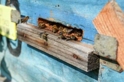 Пчелы вновь гибнут в Удмуртии