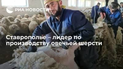 Ставрополье – лидер по производству овечьей шерсти