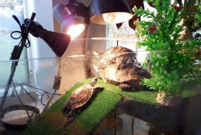Жизнь под лампой: как содержать красноухую черепаху?