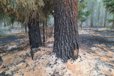 50 местных жителей боролись с пожаром в лесу под Тверью