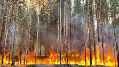 Пожары не стихают: населённые пункты Карелии готовят к отражению огня