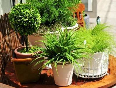 9 отличных способов удобрить домашние растения