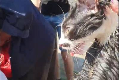 «Кипели от температуры»: псковские зоозащитники спасли 14 кошек из «теплового ада»