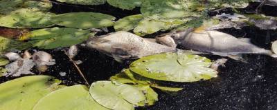 Росприроднадзор назвал причины гибели рыбы в воронежской реке Токай