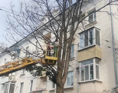 Зоя Космодемьянская - В областном центре за неделю снесли 136 аварийных деревьев - ulpravda.ru