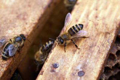 В Удмуртии массово вымерли уже более 400 пчелосемейств