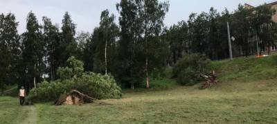 Обрушенные стихией деревья убирают в Петрозаводске (ФОТО)