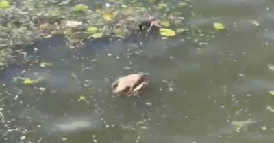 В Москве-реке обнаружены плавающие в мусоре мертвые утки