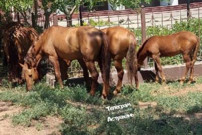 В Астрахани обнаружили бесхозных лошадей