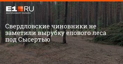 Свердловские чиновники не заметили вырубку елового леса под Сысертью