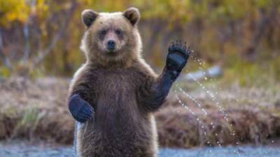 Пора ли уже говорить о наступлении «медвежьего» рынка биткоина?