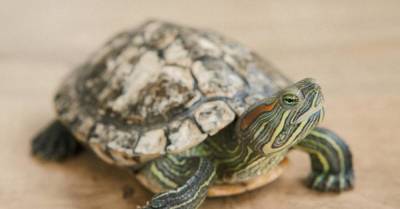 Сбежавшую черепаху нашли через год. Но ушла она недалеко