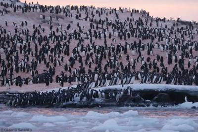 Тысячи пингвинов столпились возле станции «Академик Вернадский» из-за глобального потепления