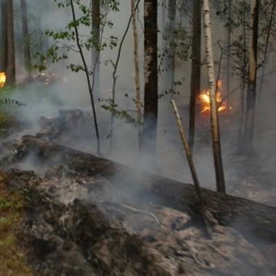 Движение по участку трассы "Кола" в Карелии закрыли из-за лесных пожаров