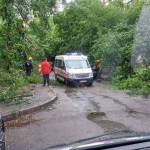 Непогода повалила в Киеве около 150 деревьев. Видео