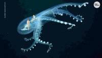 Ученые вперые сняли на видео редкого прозрачного осьминога