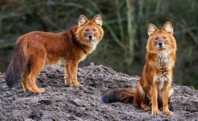Редьярд Киплинг - Красные волки: необычный и интересный зверь - skuke.net - Индия - Интересно