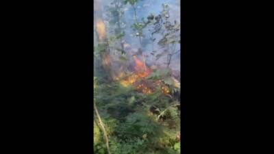 Лесные пожары в течение всего дня разгораются в пригородах Сертолово