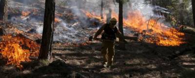 Дым от лесных пожаров повышает риск заразиться ковидом