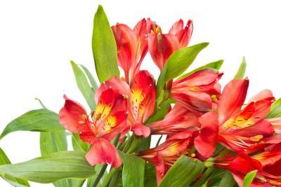 Альстрёмерия — волшебный цветок инков. Как его вырастить?