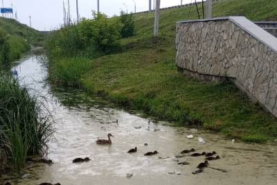 «Плавают вместе с мусором»: уточек заметили в самом грязном болоте под Новосибирском