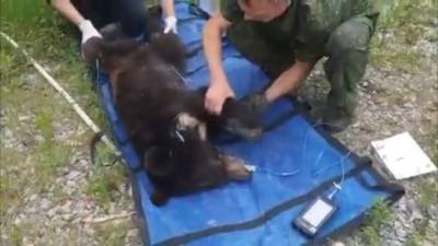 В Приморье истощенный медвежонок вышел к российской погранзаставе