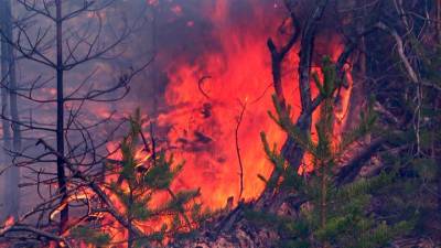 В Якутии стремительно растет площадь лесных пожаров