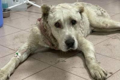 В Хабаровске собака три дня умирала на глазах у жителей города