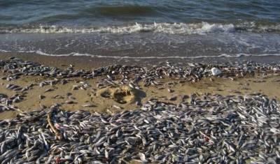 Массовая гибель рыбы зафиксирована на Каспийском побережье в Дагестане