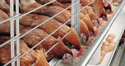 В ЕС на фермах запретят выращивать и содержать животных в клетках