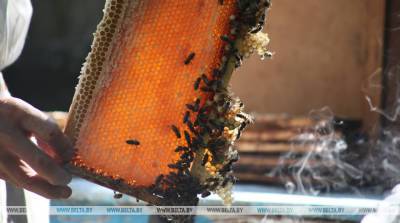 2 июля. Примета дня: пчелы начинают заливать соты медом