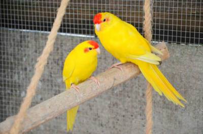 Шесть птенцов экзотических птиц появились на свет в Сахалинском зоопарке