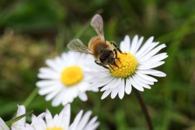 День Зосимы Пчельника: приметы на 2 июля и что нельзя делать в этот день