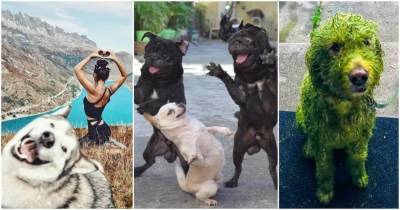 15 забавных фотографий собак, которые заставят вас громко смеяться