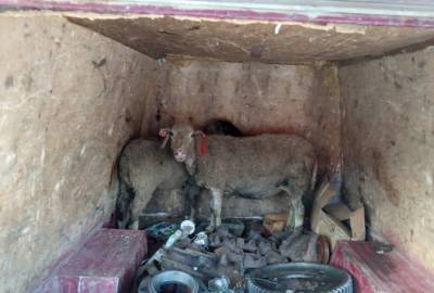 В Башкирии мужчина украл двух овец и пытался вывезти их в другой регион