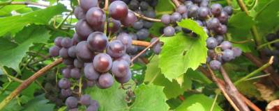 В Калифорнии провели эксперименты по улучшению качества винограда