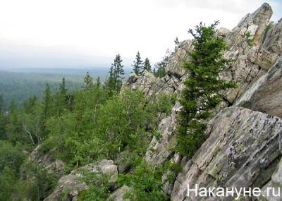 В нацпарке Таганай туристы уничтожили краснокнижные орхидеи