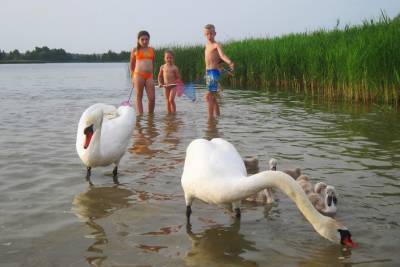 Прямо как в столовую: семейство лебедей приплывает на пляж третьего Лидского озера, чтобы подкрепиться