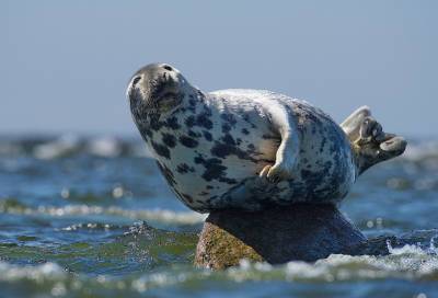 Огромный позитив: петербургский фотограф поймал тюленя за принятием солнечных ванн