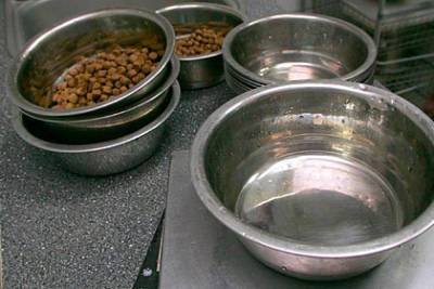 В России попросили отменить запрет на ввоз кормов для домашних животных