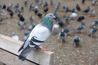 В Башкирии чиновник сделал из дорожных ям поилки для птиц