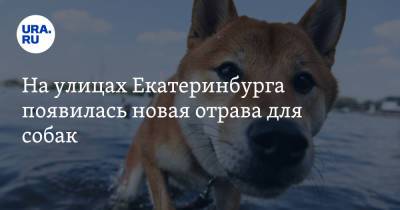 На улицах Екатеринбурга появилась новая отрава для собак. «Пес свалился и больше не вставал»