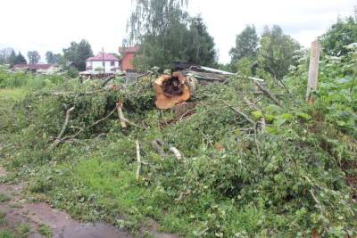 В Тверской области спилили дерево, на которое жители пожаловались президенту