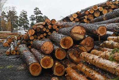 Путин подписал закон о стимулировании биржевых торгов древесиной