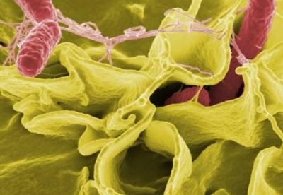 Кишечные бактерии могут влиять на поведение - ученые