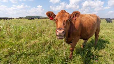 Средство для борьбы с пластиком нашли у коров