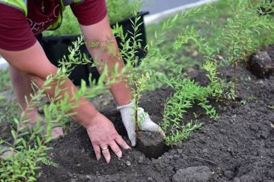За три месяца в Белгороде посадили 290 деревьев