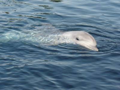 Под Анапой дельфин едва не «протаранил» ребенка на пляже (видео)
